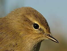 Common Chiffchaff