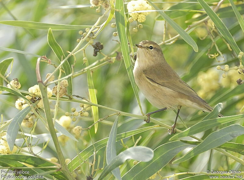 Pouillot véloce, identification