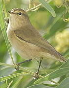 Common Chiffchaff