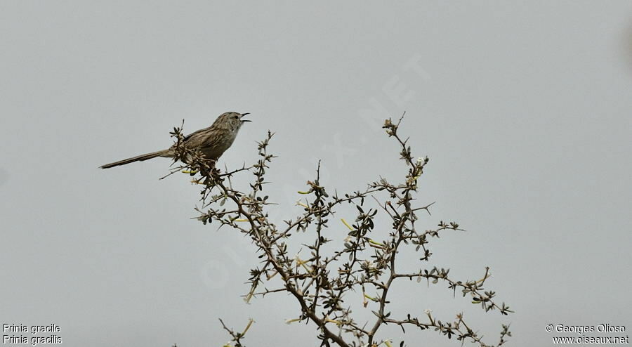 Prinia gracile mâle adulte nuptial, identification, chant