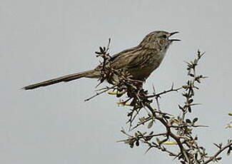 Prinia gracile