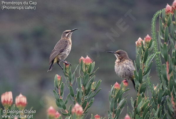 Cape Sugarbird