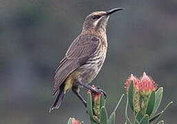 Cape Sugarbird