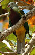 Wompoo Fruit Dove