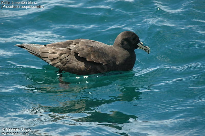 Puffin à menton blanc