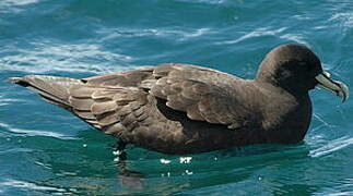 White-chinned Petrel