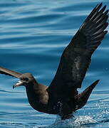 Flesh-footed Shearwater