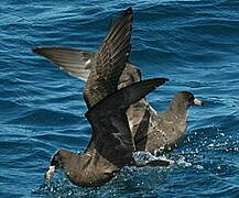 Flesh-footed Shearwater