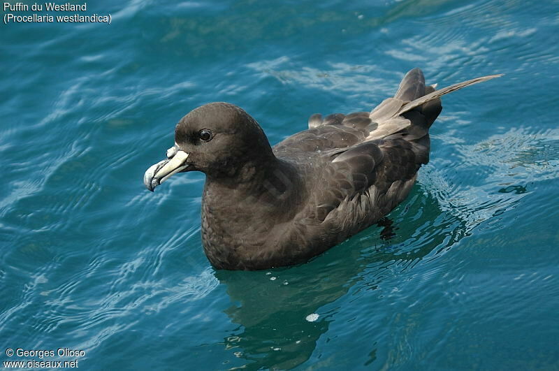 Puffin du Westland