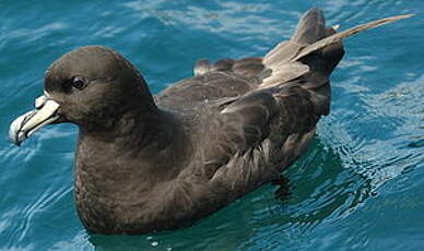 Puffin du Westland