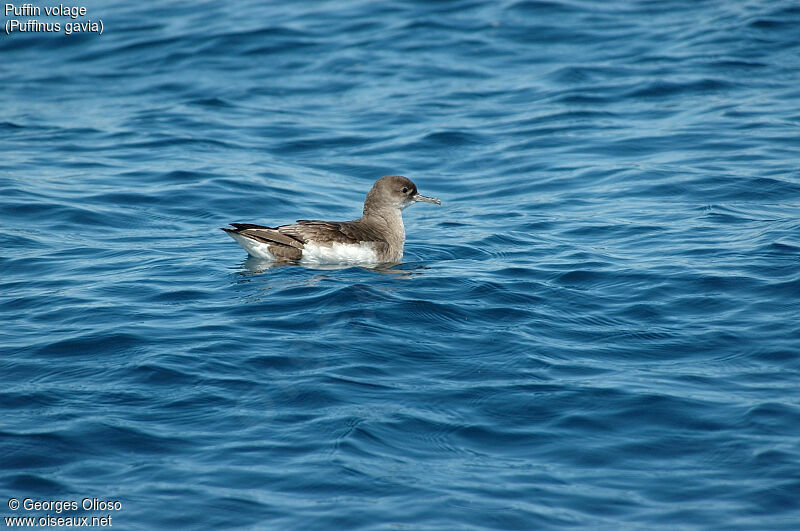 Fluttering Shearwater