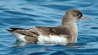 Fluttering Shearwater