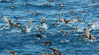 Fluttering Shearwater