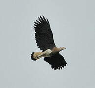 Grey-headed Fish Eagle