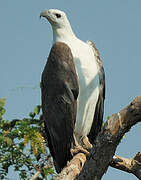 White-bellied Sea Eagle