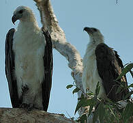 White-bellied Sea Eagle