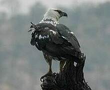 African Fish Eagle