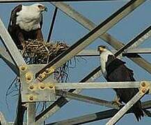 African Fish Eagle