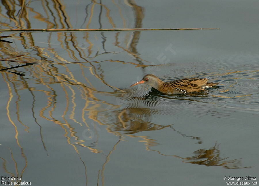 Water Rail, identification, Behaviour