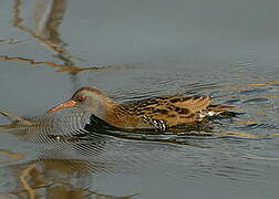 Water Rail