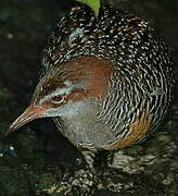 Buff-banded Rail