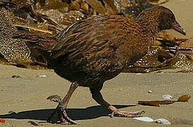 Weka