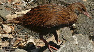 Weka