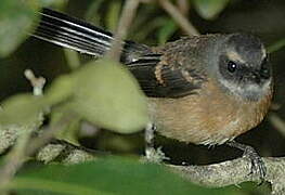 New Zealand Fantail