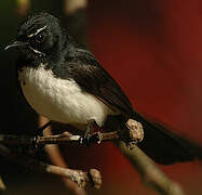 Willie Wagtail