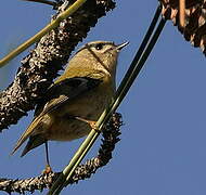 Goldcrest