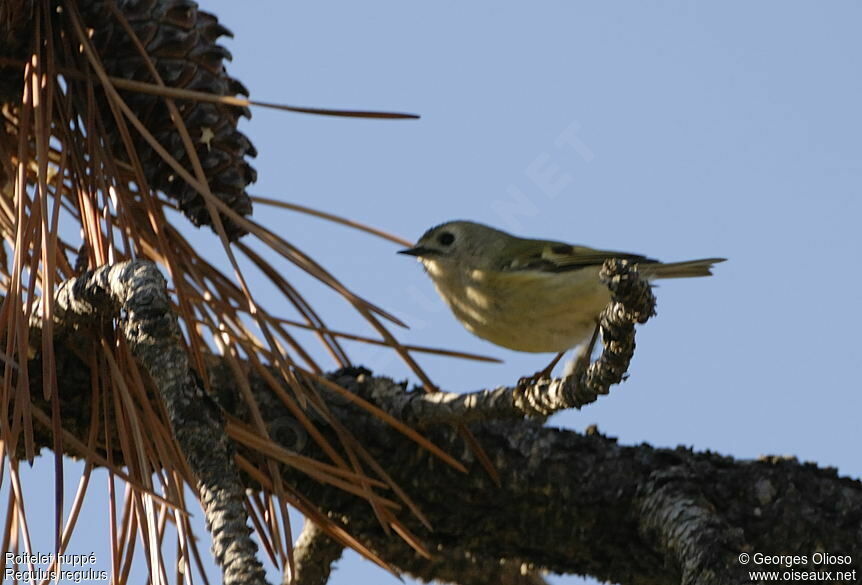 Goldcrest, identification