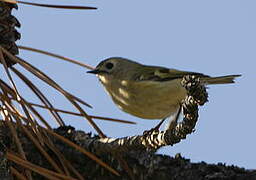 Goldcrest