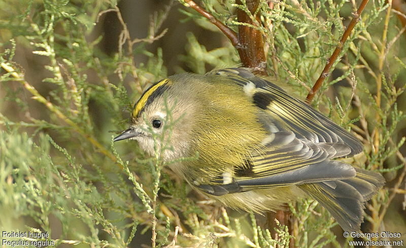 Goldcrest female, identification