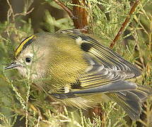 Goldcrest