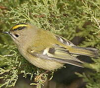 Goldcrest