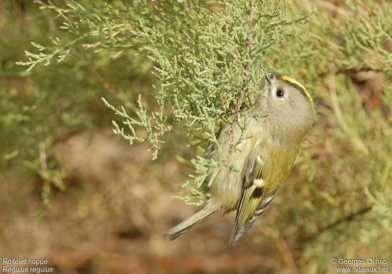 Goldcrest female, identification, Behaviour