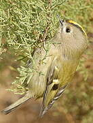 Goldcrest