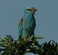 European Roller