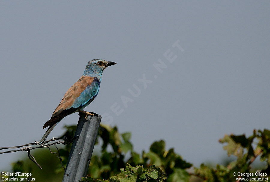 European Rolleradult breeding, identification