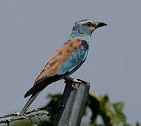 European Roller