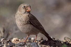 Trumpeter Finch