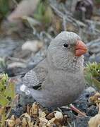 Trumpeter Finch