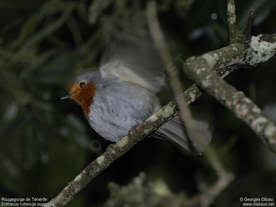 Tenerife Robin male adult breeding, identification, Behaviour