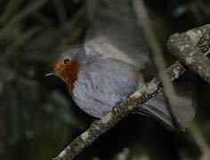 European Robin (superbus)