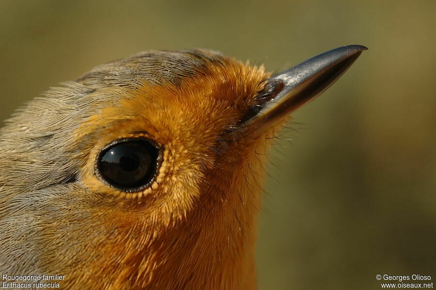 Rougegorge familier, identification