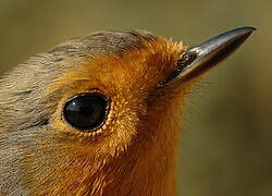 European Robin