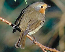 European Robin