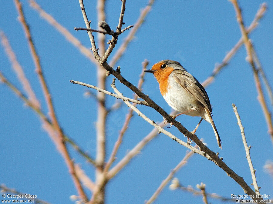 European Robinadult breeding