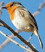 European Robin