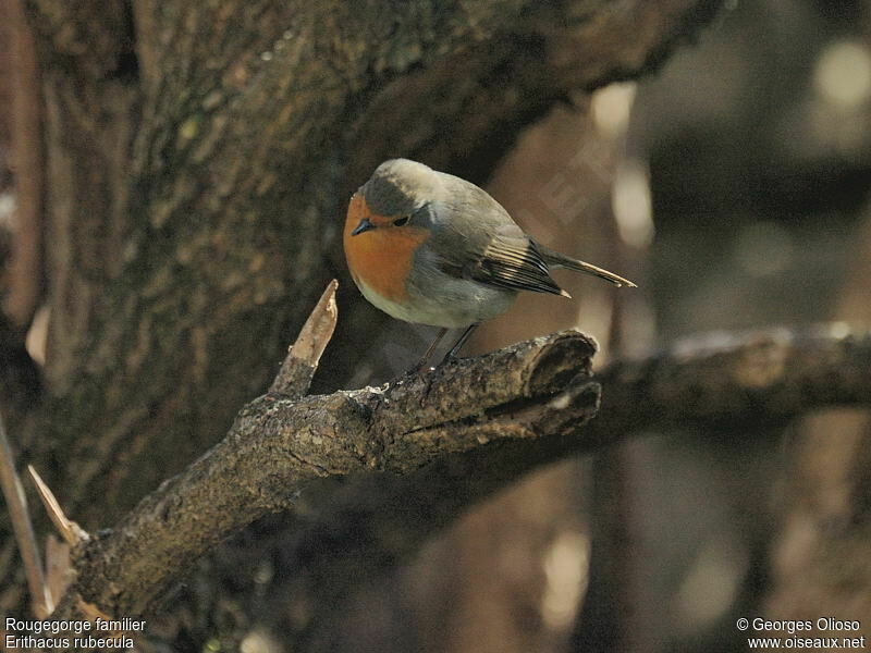 European RobinSecond year